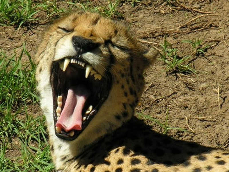 Gepard z otwartym szeroko pyskiem