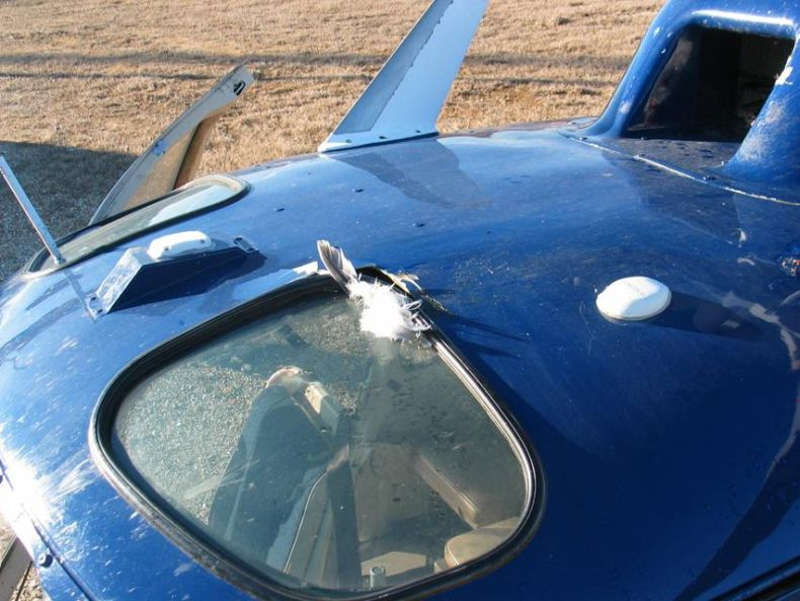 Resztki ptaków pozostałe na kabinie helikoptera 
