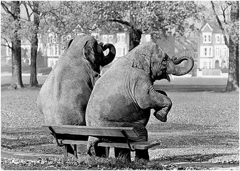 Dwa słonie na ławce
