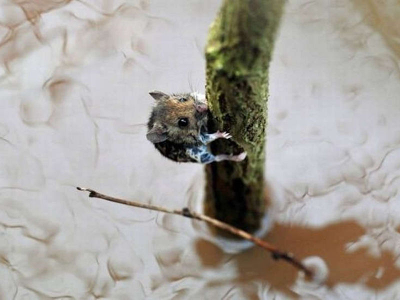 Mała mysz na gałęzi w rzece