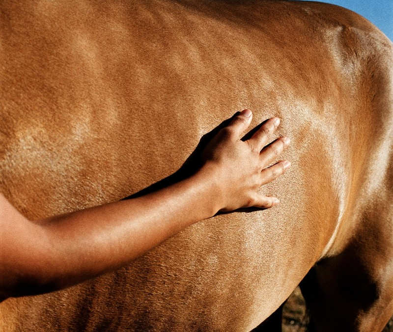 ludzka ręka na brzuchu konia