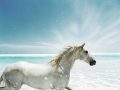 Biały koń na plaży
