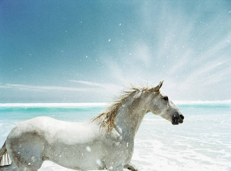 Biały koń na plaży